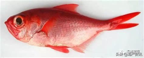 紅色的魚種類 自来猫意思